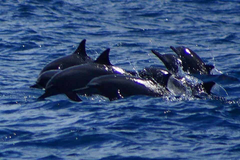 Dolphin-Watching in Tanon Strait